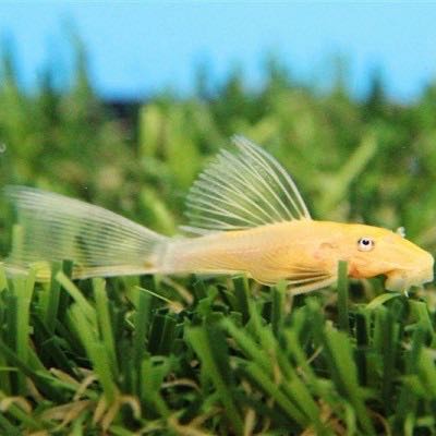 Ancistrus temminckii gold long fin 3,5 c